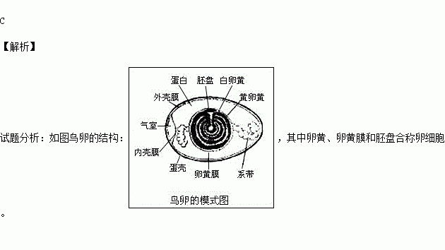 鱼卵细胞结构图片