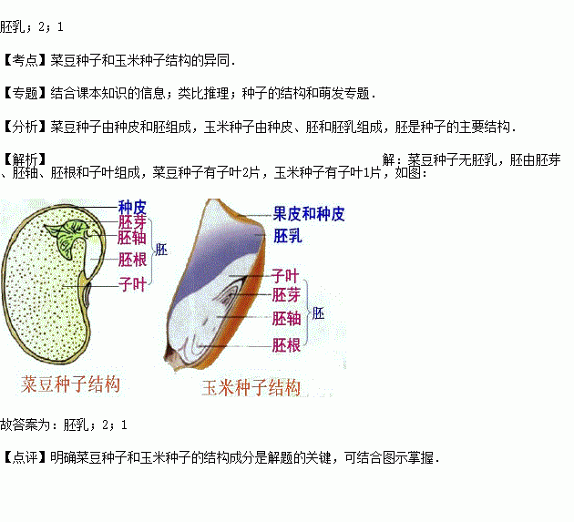 (2015秋61花垣县校级期中)菜豆种子不含