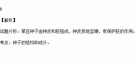 大豆种子的外面有一层种皮.它的作用是a.运输养料 b.保护 c.呼吸 d.