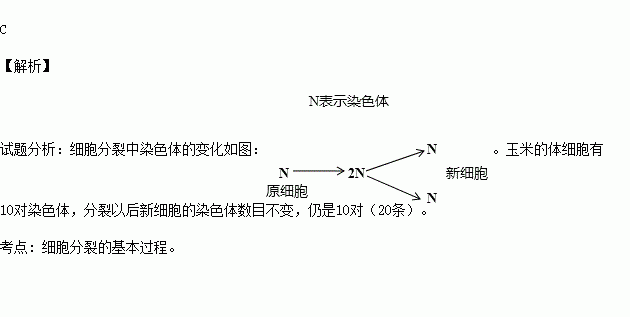 玉米的一个体细胞有10对染色体