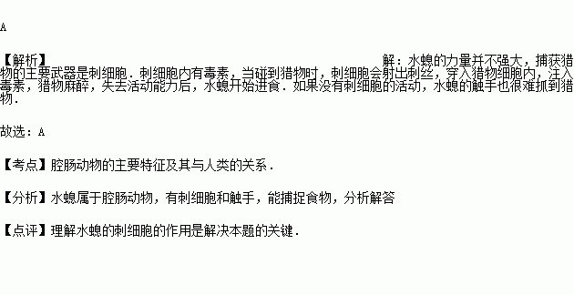 水螅捕食水蚤图片