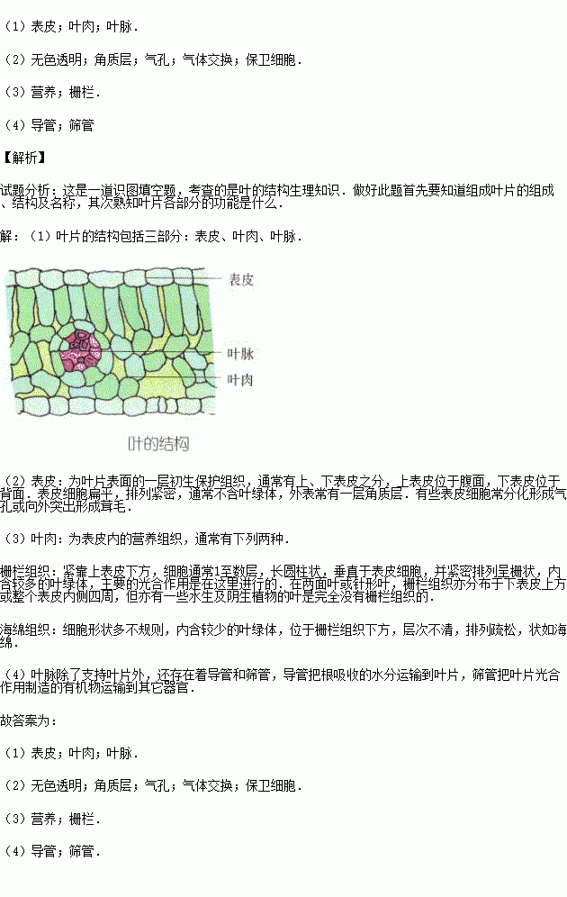 蚕豆叶下表皮细胞绘图图片
