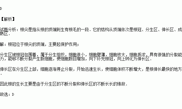 分生區細胞數目增加的結果b.伸長區細胞體積增大的結果c.成熟區細胞