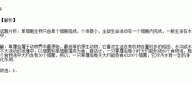 喇叭虫 草履虫图片