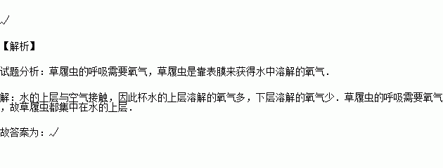 草履蟲喜歡集中在水的上層原因是它的生長需要氧氣判斷對錯