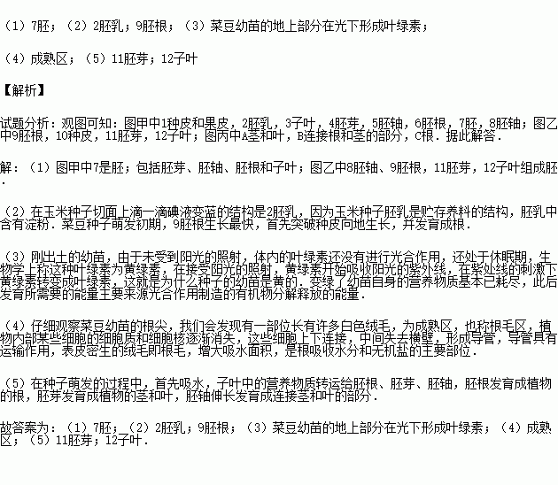 如圖是玉米種子形態結構剖面圖.圖乙是菜豆種子的形態結構圖.