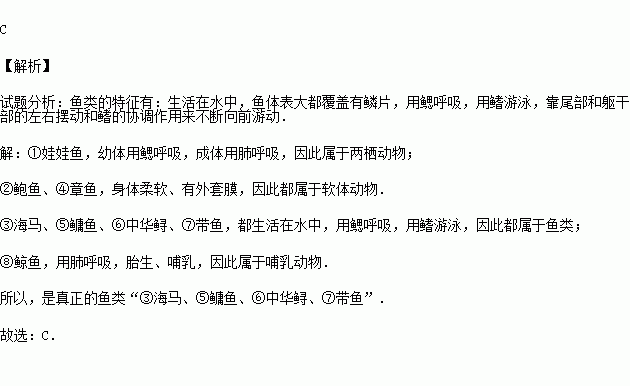 章鱼简谱_章鱼哥图片(3)