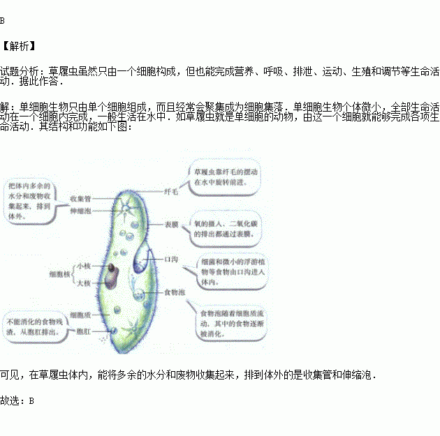 草履虫体内具有排泄物和多余水分的结构是)a.食物泡 b.伸缩泡 c.