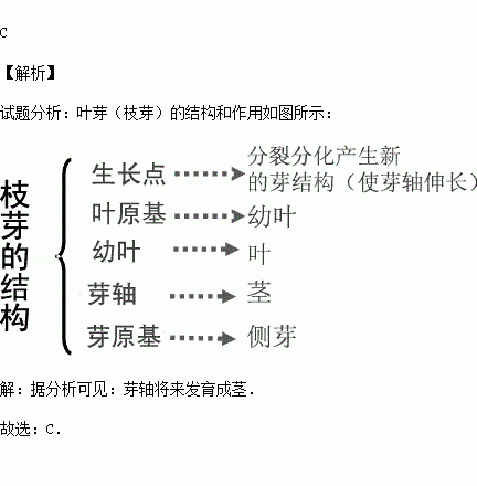 芽原基叶原基图片