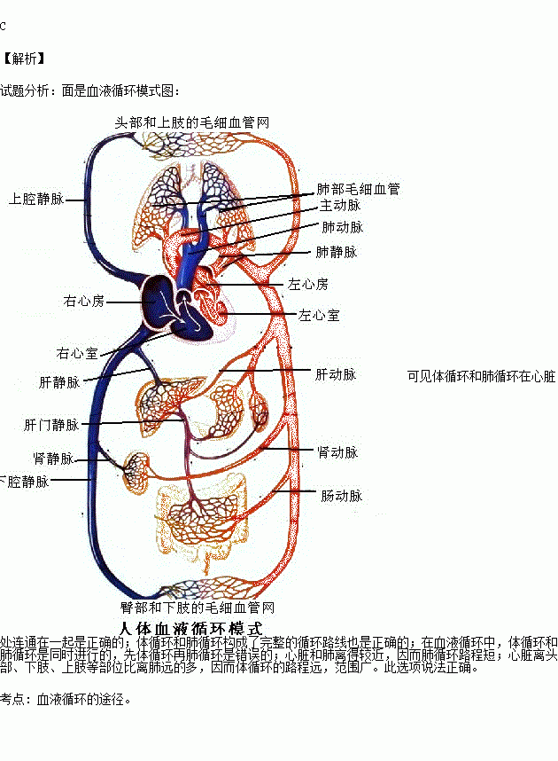 人体内血液循环的路线图片