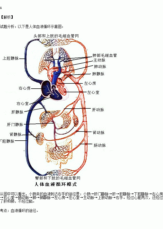 结肠血供图解图片