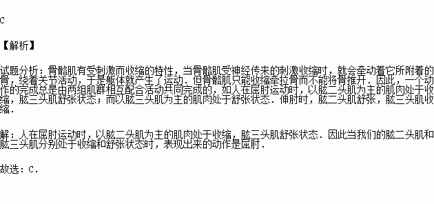 當我們的肱二頭肌和肱三頭肌分別處於收縮和舒張狀態時.