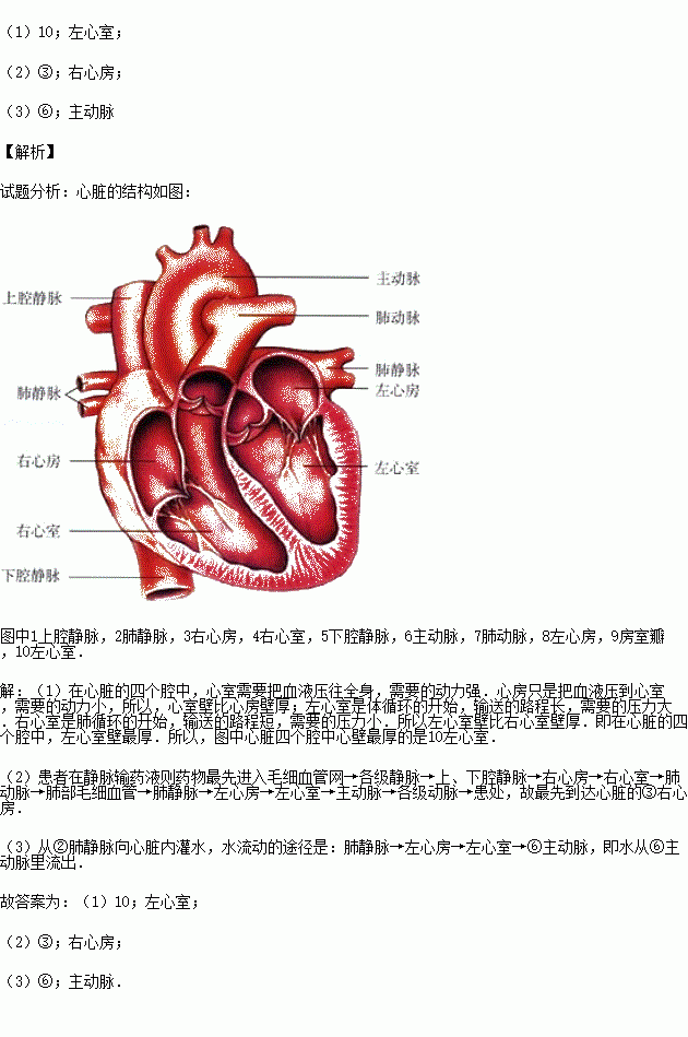 心脏的动静脉的循环图图片