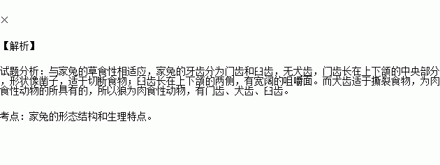 兔和狼都具有門齒,犬齒,臼齒.()