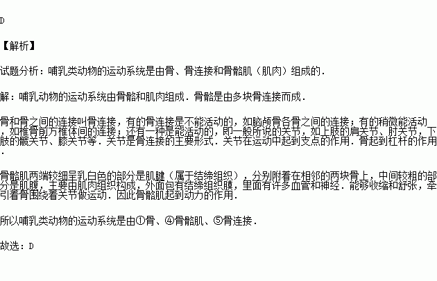 哺乳类动物的运动系统是由哪几部分组成的( )