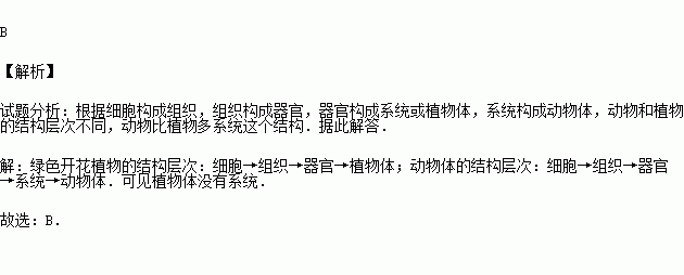 三角梅结构图片