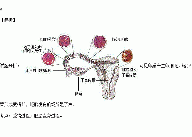 形成受精卵及胚胎发育的场所是( )a卵巢输卵管子宫 b卵巢阴道