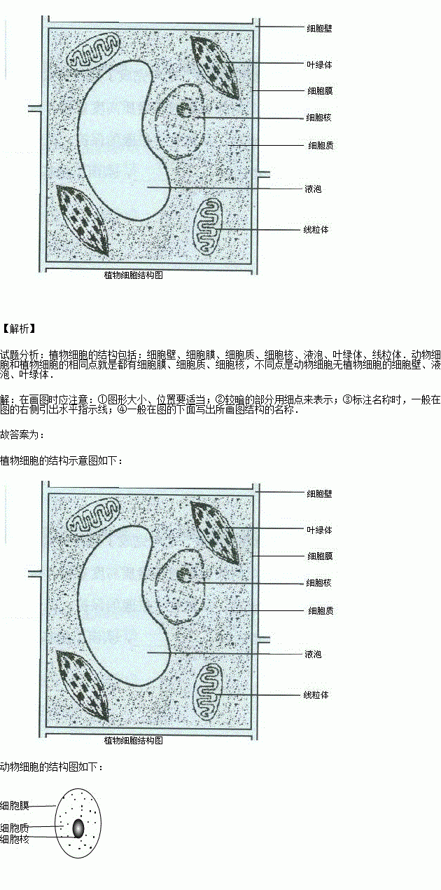 蟾蜍肝细胞结构图图片