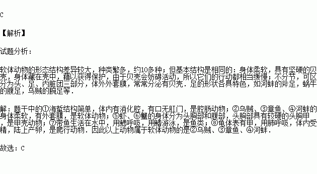 章鱼简谱_章鱼哥图片(2)