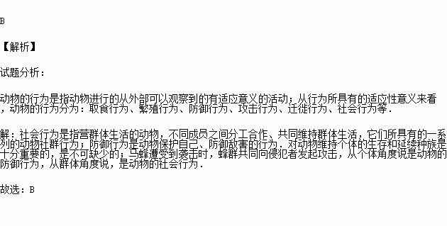 马蜂简谱_被马蜂蛰了的图片