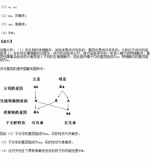 下图的遗传图解中双眼皮基因用a 表示单眼皮基因用a 表示