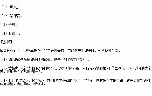 母体下面图片