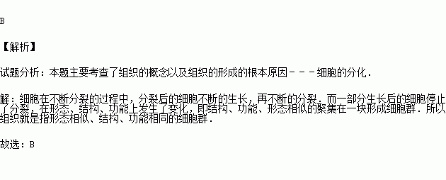 番茄果實的表皮細胞和果肉細胞在形態結構和功能上有差異與此有關的是