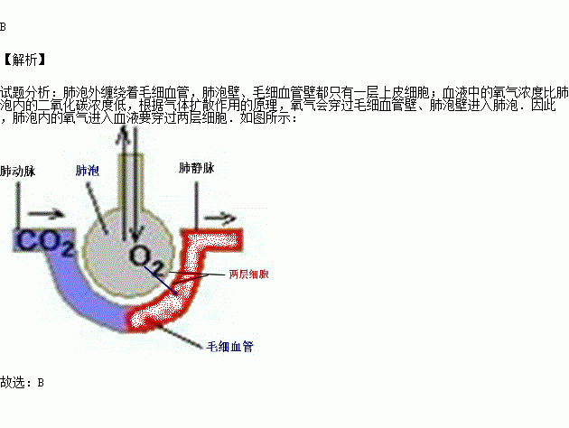 肺泡內的氣體進入血液需要經過