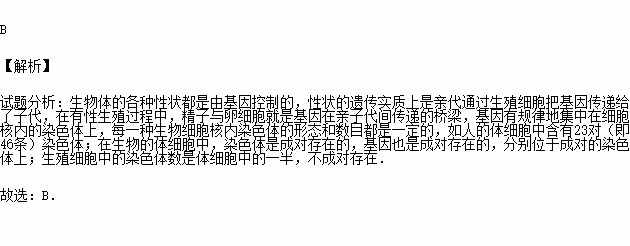 人的體細胞中染色體數目是( )