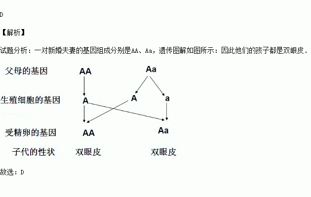 单双眼皮性状系谱图图片