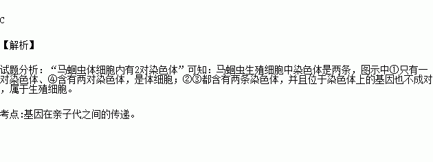 下列图示能正确表达马蛔虫生殖细胞中染色体组成的是