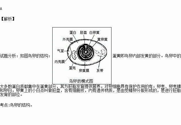 在鸟卵的结构中.含有细胞核的结构是)a.胚盘 b.卵壳 c.卵白 d.