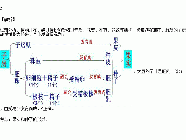 桃子种子的结构图片