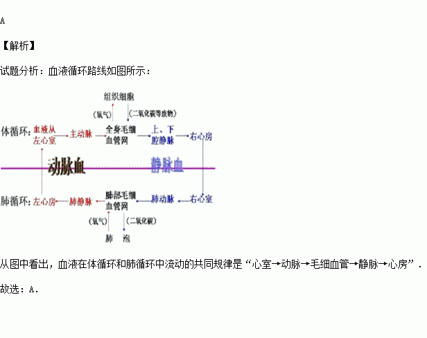 血液在體循環和肺循環中流動的共同規律是