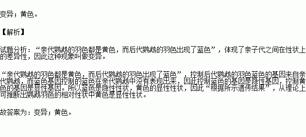 鹦鹉简谱_是诗人,还是画家,看这鹦鹉画得好漂亮(2)