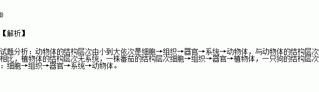 它們的結構層次都是細胞→組織→器官→系統c.都是