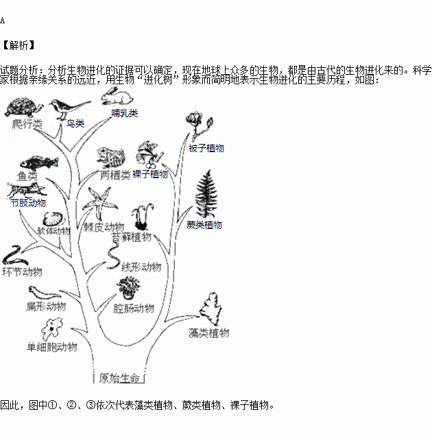 植物进化示意图图片