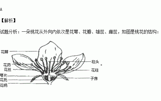 豆科花结构图图片