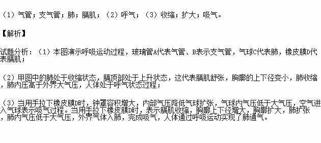 如图是模拟膈肌运动的模型示意图.