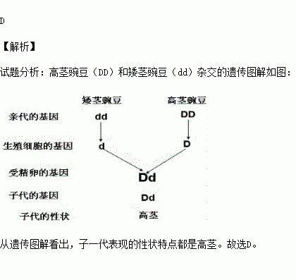 dd和dd杂交遗传图图片