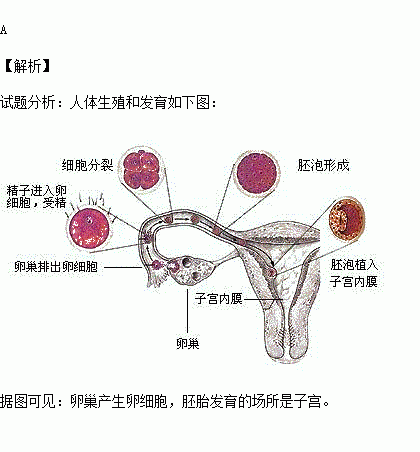 人体产生卵细胞及胚胎发育的场所分别是a卵巢子宫 b卵巢阴道 c