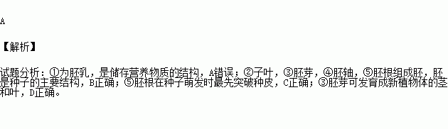 如圖所示是玉米種子的縱切面.下列有關種子結構及萌發的敘述.