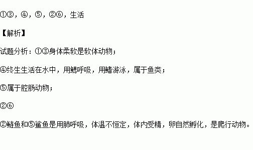 章鱼简谱_章鱼哥图片(3)