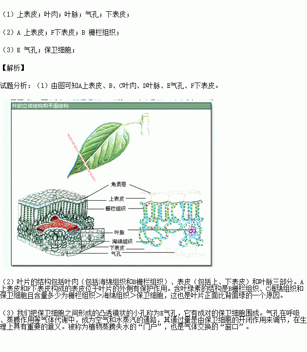 下图为叶片横切面结构图