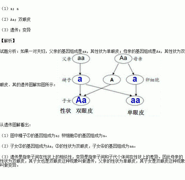 如图的遗传图解中,双眼皮基因用a表示,单眼皮基因用a表示