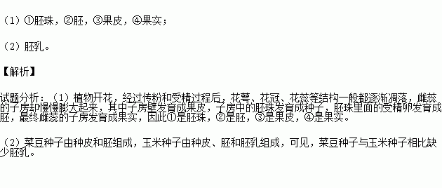 阅读果实和种子的形成 的概念图