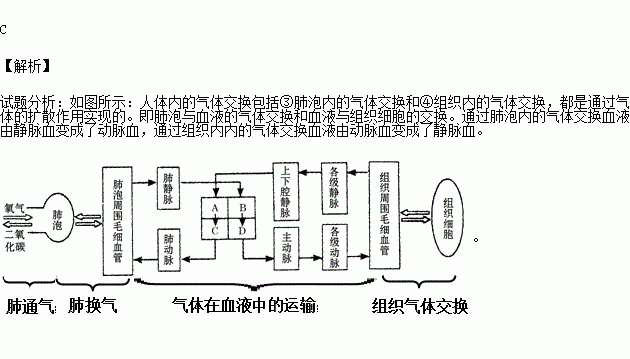 气体交换总过程简图图片