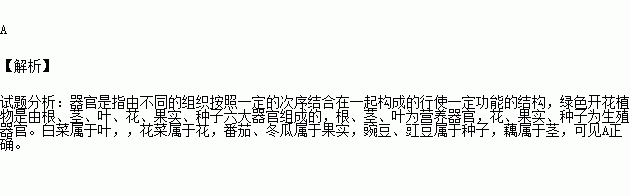 屬於生殖器官的是( )a.番茄.花菜 b.白菜.豌豆 c.豇豆.芹菜 d.藕.