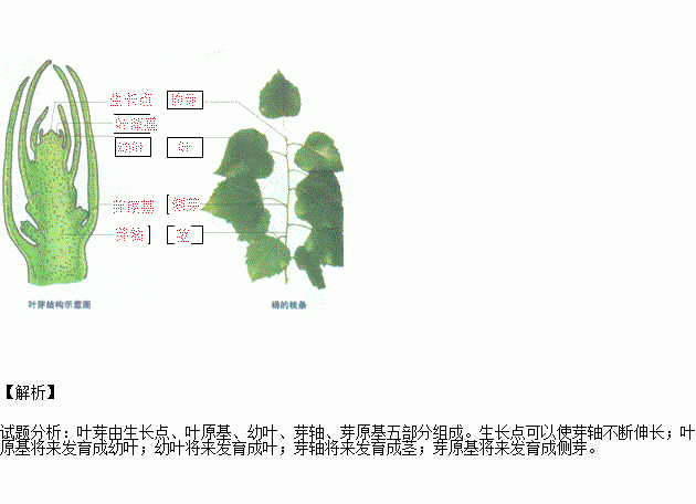 (把叶芽的结构及作用名称写出来