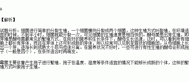 出芽生殖.孢子生殖 b.出芽生殖.分裂生殖.孢子生殖c.分裂生殖.